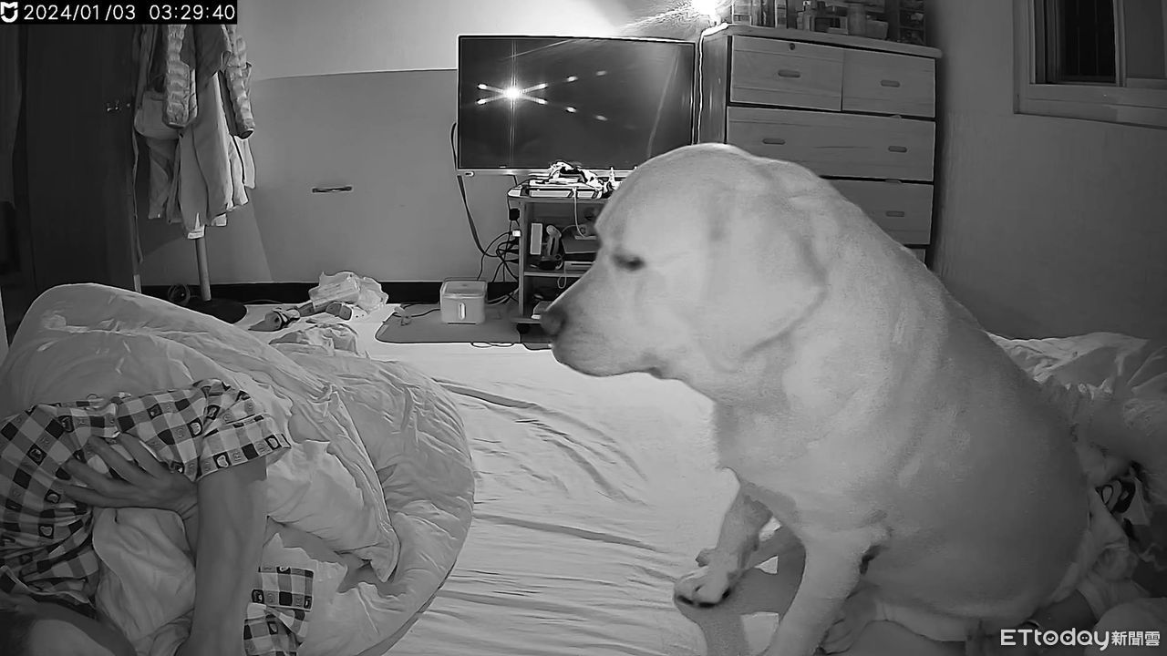 The Labrador dog diligently cared for the sick mother for days, with a ...