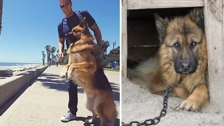 Dog chained up for years sees ocean for the first time