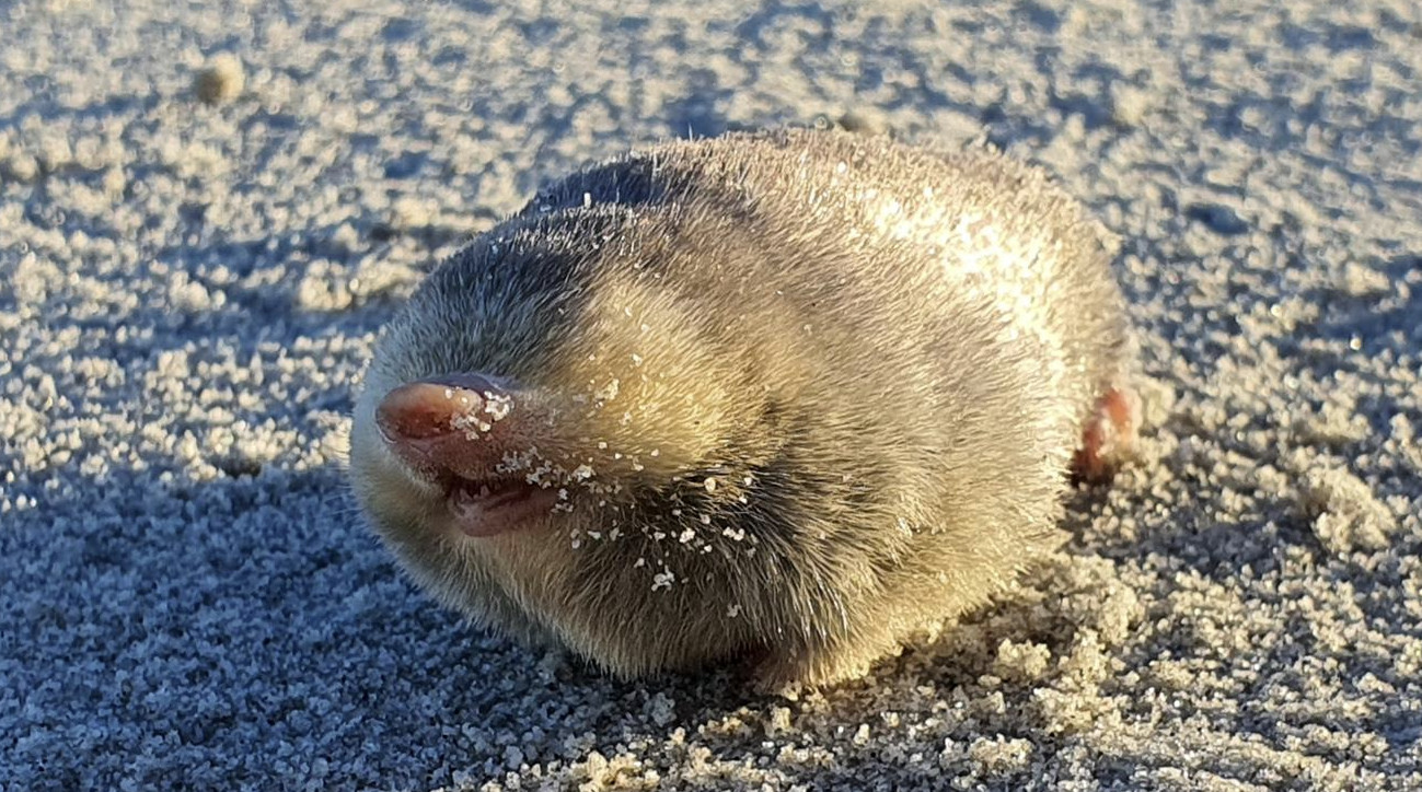 Golden mole unseen for over 80 years rediscovered in South African sand ...