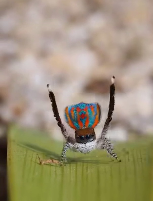 Peacock Spiders Vibrant Colors Captivating Dance